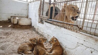 Polémico zoo de Gaza reabre sus puertas al público