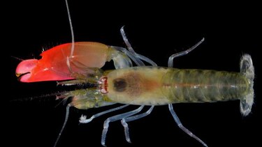 Descubren en el istmo una especie de camarón