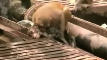 Mono revive a un amigo electrocutado en vía férrea