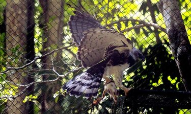 Águila harpía ‘Panamá’ celebrará sus seis años