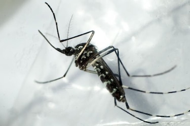 Casos de 'chikungunya' aumentan; Minsa llama a la prevención