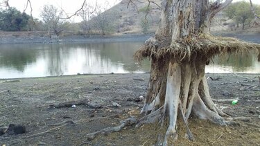 Hallan peces muertos en represa ubicada en Los Santos
