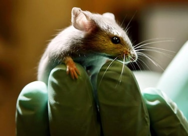 Los ratones llegaron a Escocia e Irlanda con los vikingos