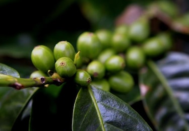 Panamá oferta café especial en segunda subasta electrónica este año