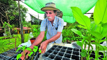 Consumidores hacen sus huertos
