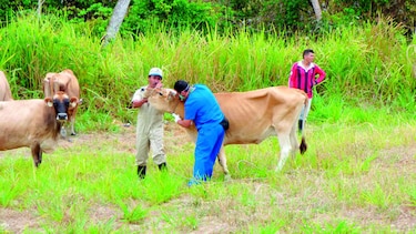 Instituto advirtió uso de antígenos poco efectivos