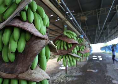 Exportaciones panameñas alcanzaron los $154.7 millones en los primeros dos meses