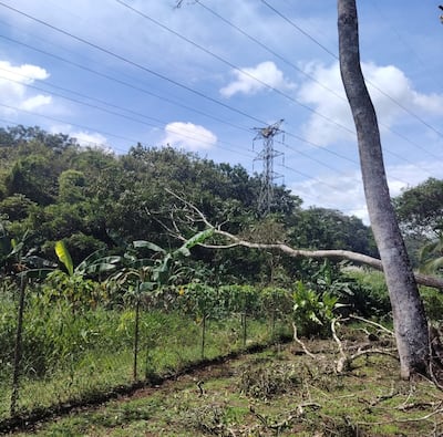 Etesa: Tala ilegal en Chilibre provocó caída de árbol y la suspensión del servicio eléctrico