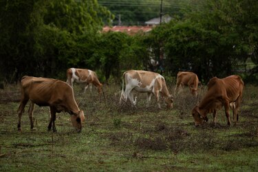 Hola, Panamá: perdimos la primera coa