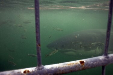 Advierten que más de un tercio de las especies de tiburones están bajo amenaza
