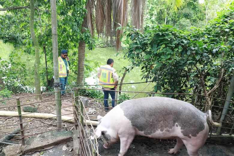 ‘El problema está en la cuenca, no en la planta’: Idaan sobre crisis del agua  Azuero