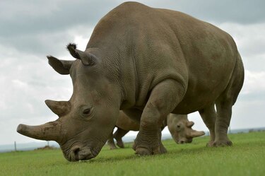 Muere en Kenia el último rinoceronte blanco macho a los 45 años