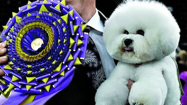 Flynn gana concurso canino del Westminster