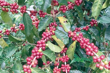 El café geisha, un romance en Panamá