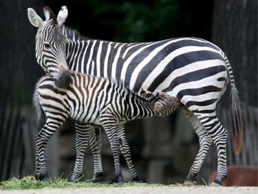 Las cebras desarrollaron sus franjas blancas y negras para alejar moscas