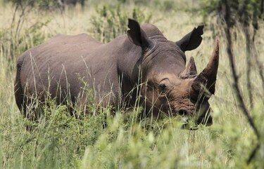 Caza desaforada de rinocerontes en Sudáfrica a causa de cuernos 'curadores'