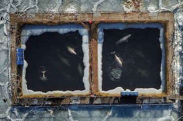 Rusia libera a las últimas ballenas belugas cautivas en estanques