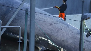 Polémica en Islandia por la muerte de una ballena
