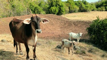 La sequía causa estragos en Azuero