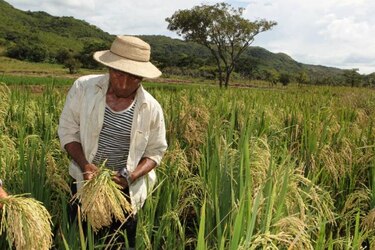 Gobierno entregará subsidio de $0.08 por libra a arroceros