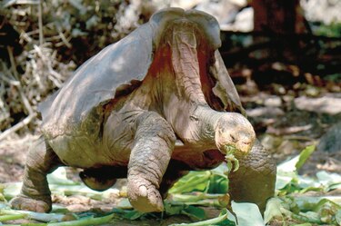 Diego, la tortuga gigante que salvó a su especie de la extinción