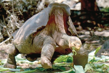 Diego, la tortuga gigante que salvó a su especie de la extinción