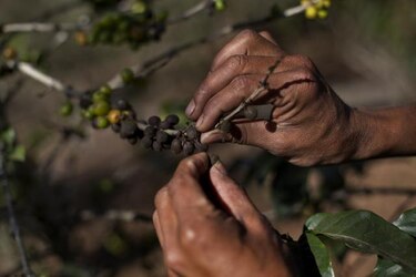 Producción de café en México cae 70% por plaga en cultivos