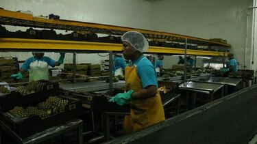 Panamá empieza exportación de piñas de La Chorrera al mercado chino