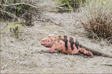 Censarán a las iguanas rosadas