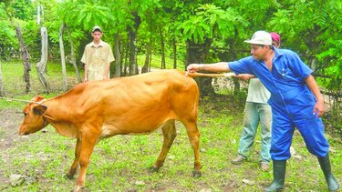 Presidente sanciona la Ley 574 que modifica el ejercicio de la medicina veterinaria