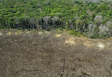 Deforestación de la Amazonía brasileña alcanza récord en enero