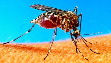 Los mosquitos y el Reino Unido