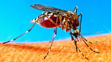 Los mosquitos y el Reino Unido