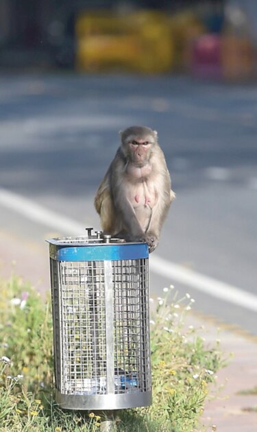 Con las personas confinadas, los animales se toman las calles