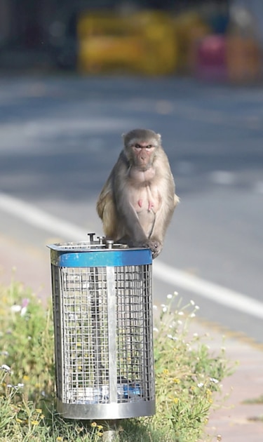 Con las personas confinadas, los animales se toman las calles