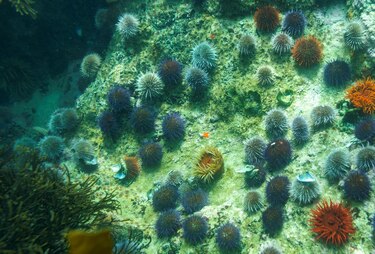 Desarrollan fórmula para erizos de mar en Florida con fines de restauración de arrecifes