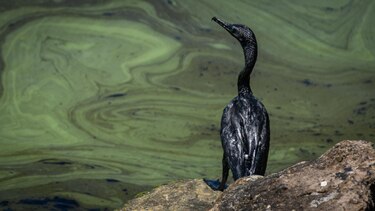 Ambientalistas alertan sobre emergencia por derrames de petróleo en el mayor lago de Venezuela