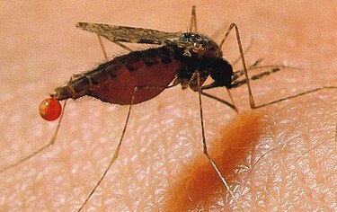 Aumentan los casos de malaria