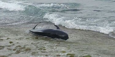 Alerta en Puerto Rico por varamiento de ballena