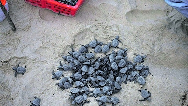 Nacen tortugas bajo protección