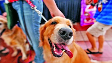 Miambiente autoriza el ingreso de mascotas en   todas sus instalaciones: ¿qué debe saber?  