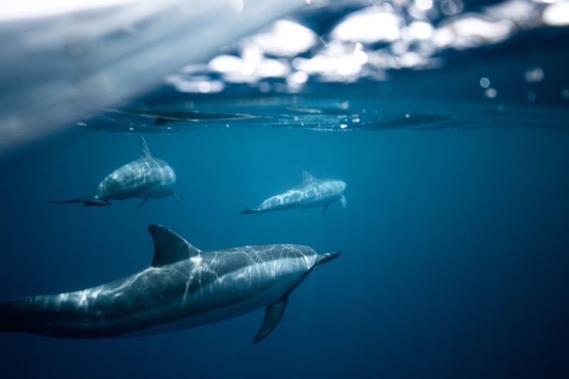 Autorizan a buques panameños a participar en proyecto científico sobre delfines