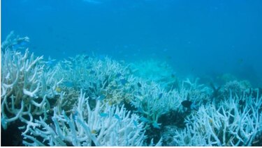 Australia anuncia 700 millones de dólares para proteger la Gran Barrera de Coral