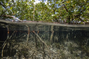 ‘Thiomargarita magnifica’, la bacteria más grande del mundo