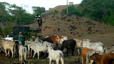 Cinco corregimientos santeños sin agua y pasto