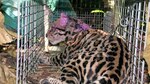Esperanza para salvar al jaguar en Panamá