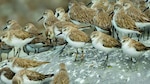 PANAMÁ CUENTA CON UN MILLAR DE AVES