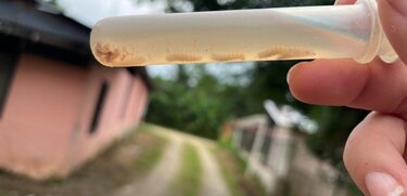Costa Rica confirma el sexto caso de gusano barrenador en humanos