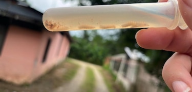 Costa Rica registra la primera muerte humana con diagnóstico de gusano barrenador