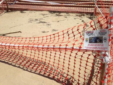 Ambientalistas piden proteger desove de peces y arrecifes en Caribe